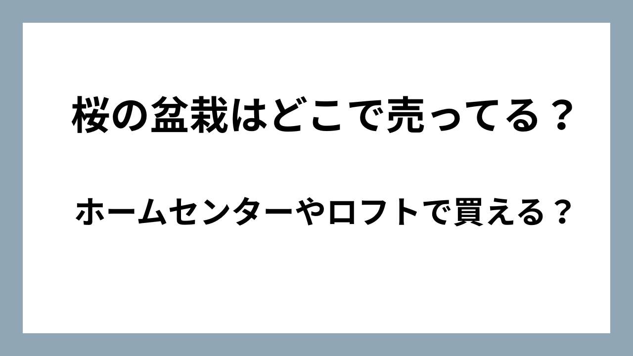 桜の盆栽はどこで売ってる？ホームセンターやロフトで買える？販売店・取扱店舗まとめ